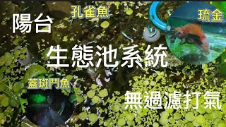 陽台生態缸系統日常維護|水生植物|孔雀魚|金魚|蓋斑鬥魚|guppy ... 