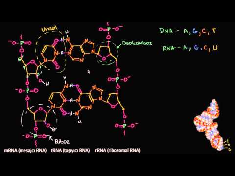 RNA’nın Moleküler Yapısı (Biyoloji)