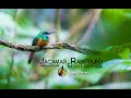 Jacamar Rabirrufo