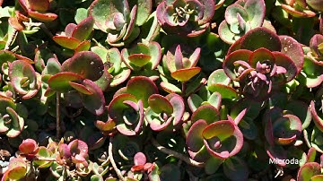 5 Minutes and 2 seconds: Ground Cover in 4K