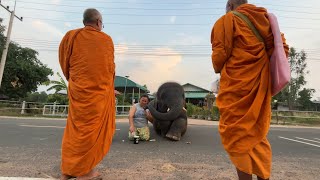 น้องดาว นายแน่มาก คลาน ใส่บาตร    กลางถนน￼ น้องจันทร์เจ้าวิ่งหาพี่ถึงหน้าบ้าน….