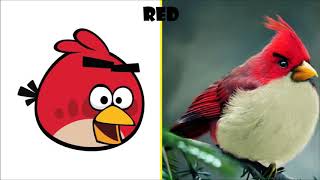 شخصيات Angry bird في الحقيقية