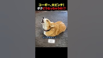 コーギー、大ピンチ！ボクどうなっちゃうの⁉ #ほっこりショート