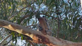 A Compilation Of Koala Calls