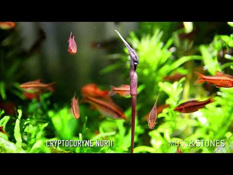 ቪዲዮ: ደስ የሚል Cryptocoryne Twyteza