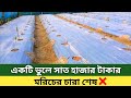 একটি ভুলে সকল মরিচ গাছ শেষ | মালচিং পদ্ধতিতে মরিচ চাষ | আধুনিক পদ্ধতিতে মরিচ চাষ | মরিচ চাষ পদ্ধতি