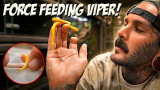 Force Feeding Venomous Snake by HAND! 😱