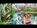 Wild monkeys in florida  silver springs state park