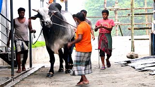 Huge Ongole Bull | Boulder Bull | Ongole Gittalu | Touro Nelore