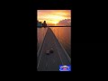Two Cats Cruising Over a Miami Bridge 😎🐱 #CatShorts#FunnyCats#CuteCats#CatAdventure #miamirealestate