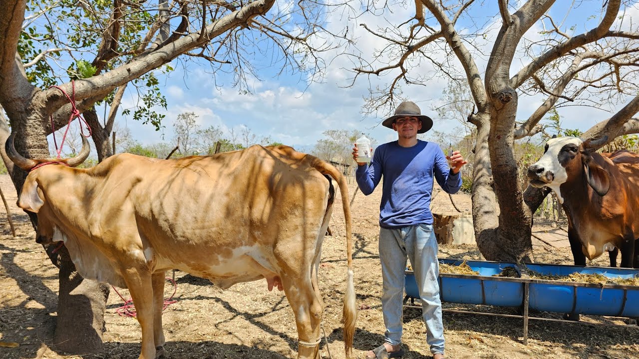 Esta es una de las vitaminas que aplicamos para enceminar las vacas 