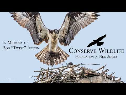 Barnegat Light Osprey Nest Live Cam — Barnegat Light, NJ live camera thumbnail