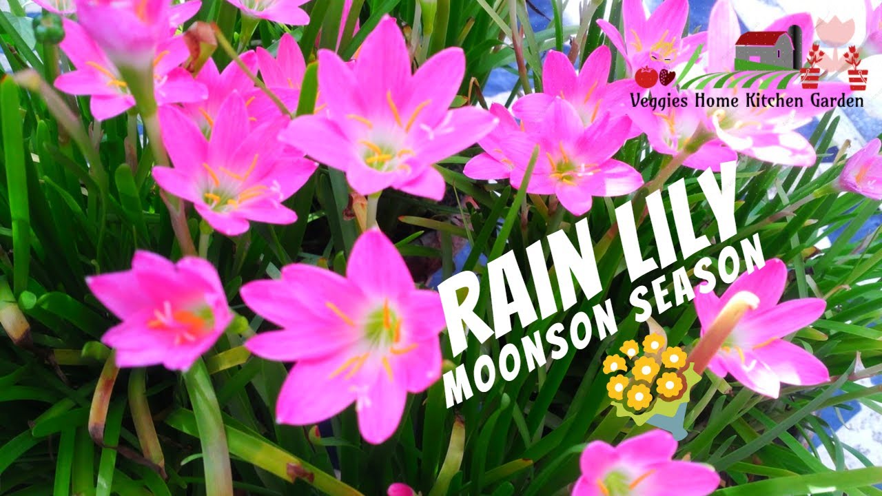 How to Grow Rain Lily Flowering Bulbs at Home Containers in Rainy Season | Asim Nawaz Garden
