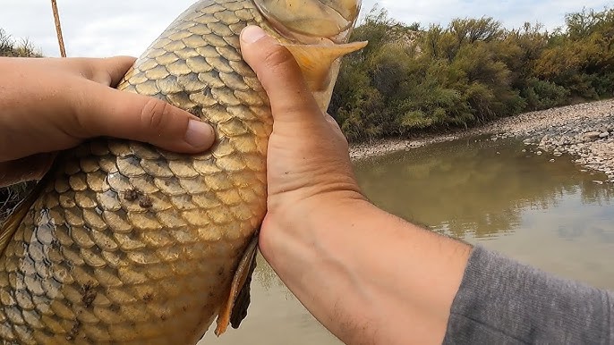 RIVER AND DITCH FISHING THE RIO GRANDE ( catfish and carp fishing ) NEW  MEXICO FISHING 2021 