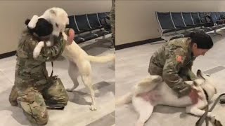 Dog Has The Sweetest Reaction When She Sees Army Mom Finally Returns Home by Top Animals Story 387 views 3 years ago 2 minutes, 39 seconds