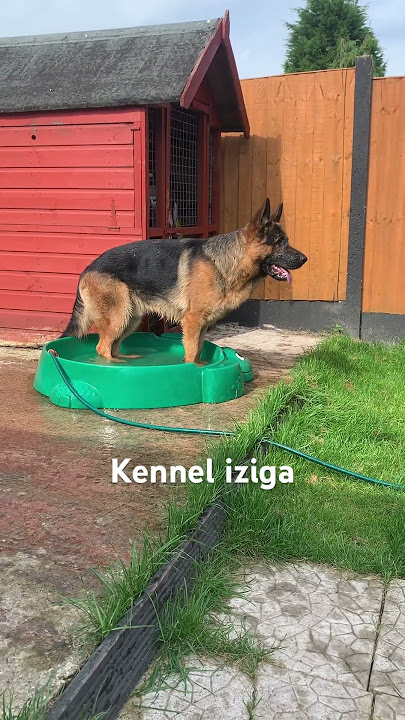 1 year old German shepherd