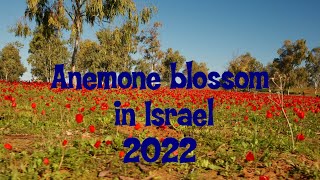 Israel. Anemone blossom. Forest.Cinematic video.Beautiful flowers.Negev desert.Цветение анемонов .