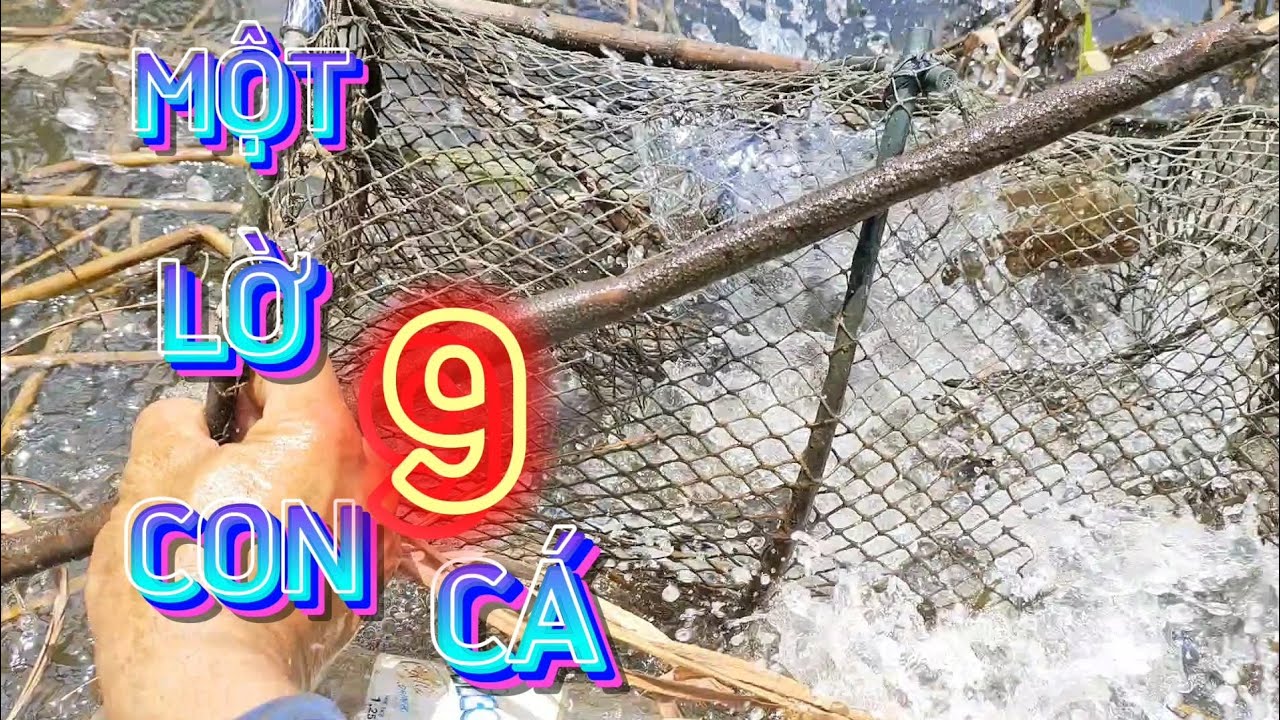 Thăm Lờ Cá Cải Tiến Hôm Nay . Một Lờ Dô 9 Con Cá . Trúng Cả Bầy Cá Quá ...