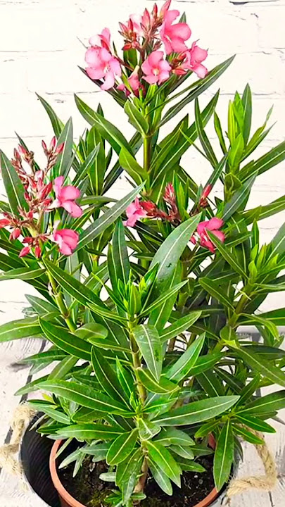 How to Prepare Oleander Plant at Home for Garden #oleander