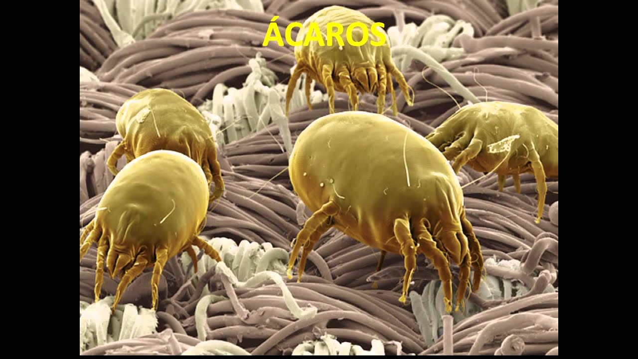 ARTRÓPODOS - YouTube