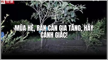 Mùa hè, rắn cắn gia tăng, hãy cảnh giác!