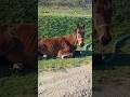 Fly to the horse 🐎 lying on the grass / Летим к лошадке 🐴 лежащей на траве #horse #horselife