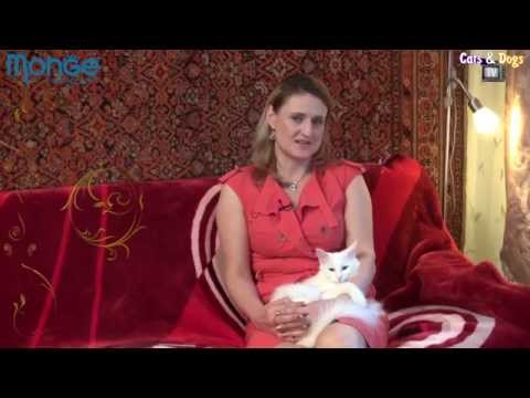 Cats&DogsTV - УДИВИТЕЛЬНЫЙ МИР КОШЕК - ТУРЕЦКАЯ АНГОРА / TURKISH ANGORA