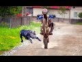 ANIMALS vs BIKERS - (ANIMALS ATTACKS MOTORCYCLIST) Vicious Big Dogs, Birds, Kangaroo hits! [Ep #04]