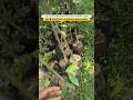 Agar wood Aquilaria Malaccensis plants Available supplier #agar #agarwood #agartala #agario #fyp