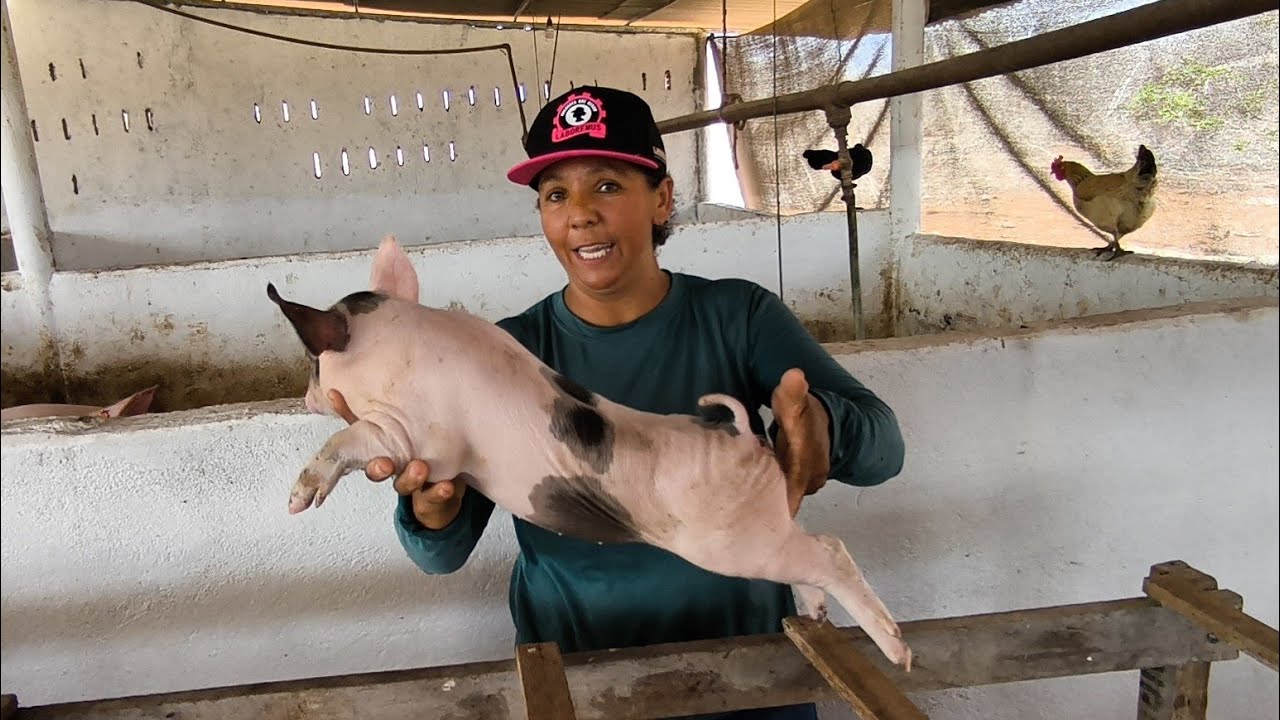 CRIAÇÃO DE SUÍNOS NO CARIRI PARAIBANO GRANJA SÃO JORGE BARRA DE SANTANA 