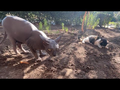 Разборки драка драки котов битва showdown of cats battle fight fights коты выясняют отношения