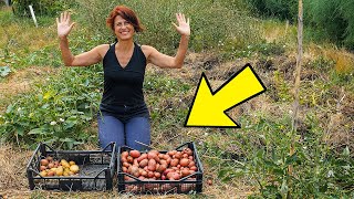 I harvest POTATOES with the Ruth Stout method 🥔