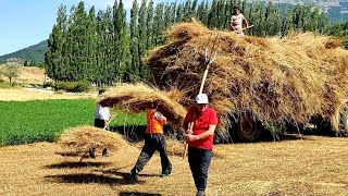 Bu Sene'de Böyle Oldu ( Tarla Sürülemedi Ekin Derilemedi ): ÜÇ ÇINAR..Ali & Abidin & Mehmet: ÇINAR. Resimi