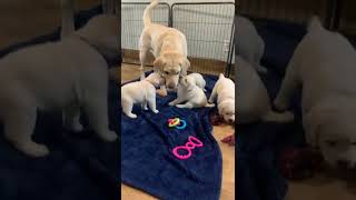 Great Aunty Labrador Visits The Puppies