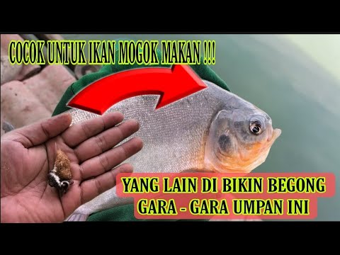 SETRES IKAN MOGOK MAKAN !!!CUACA BURUK BIKIN IKAN MOGOK MAKAN COBA