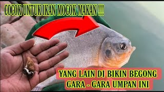 SETRES IKAN MOGOK MAKAN !!!CUACA BURUK BIKIN IKAN MOGOK MAKAN COBA KOLABORASIKAN UMPAN INI 100% JOSS