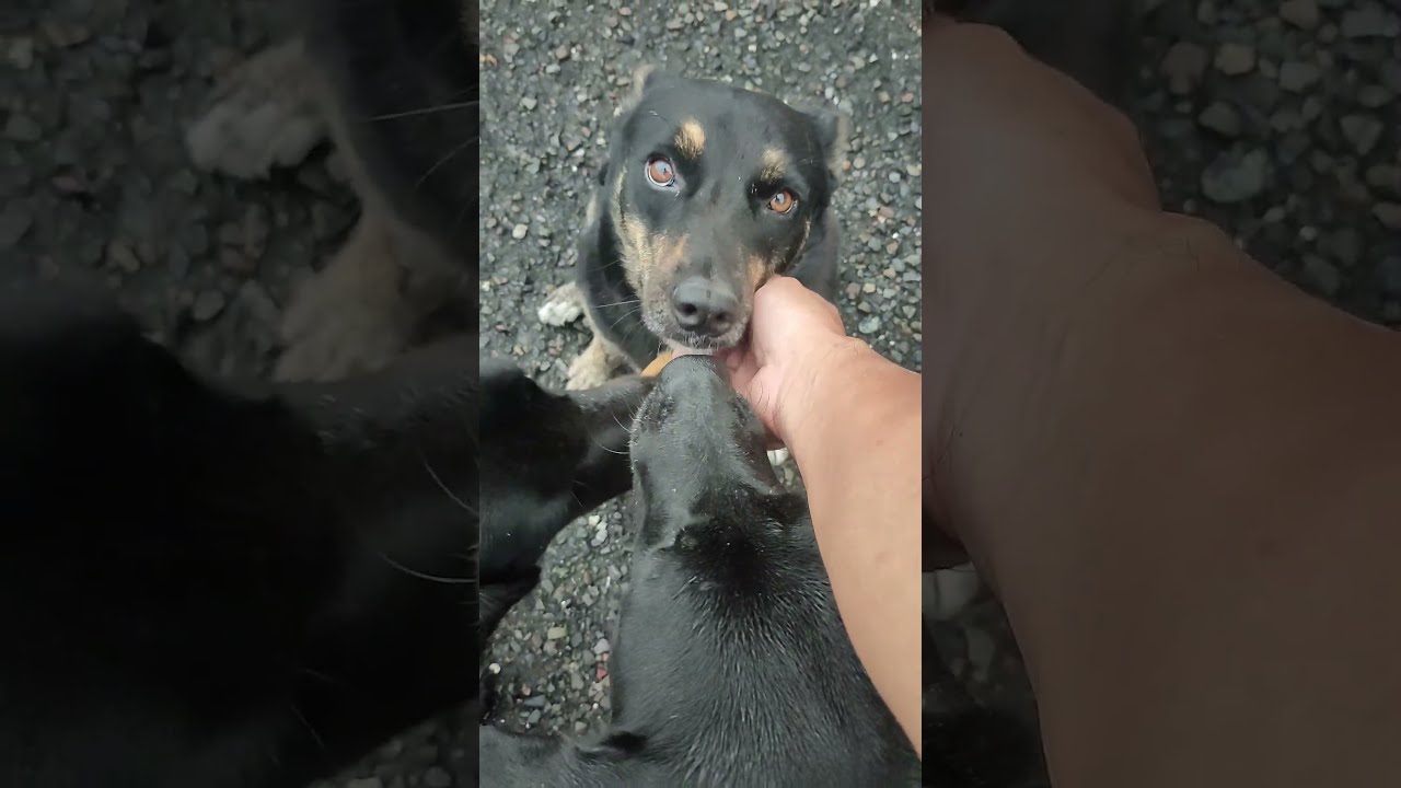 [台灣米克斯]402  下雨天 還一起密謀想出去串門子...#台灣犬 #台灣米克斯 縮圖