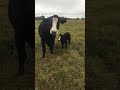 Cow brings baby over to show it off to owner.