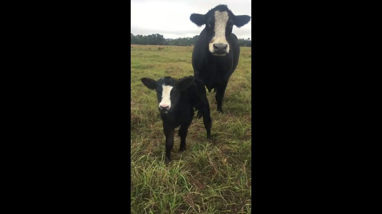 Cow Brings Baby Over To Show It Off Owner 