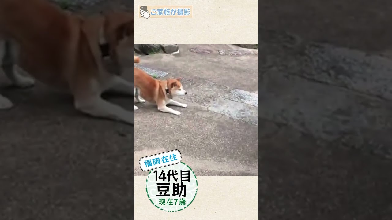 豆助通信／柴犬・豆柴】 - YouTube