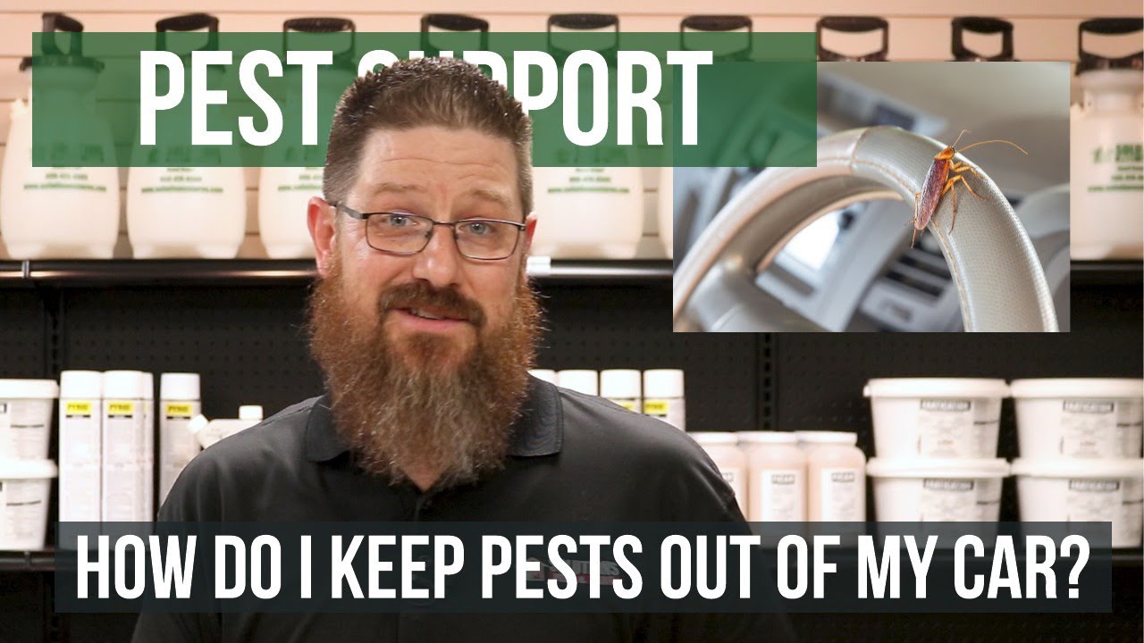 How to Keep Pests Out of Your Car Pest Support YouTube