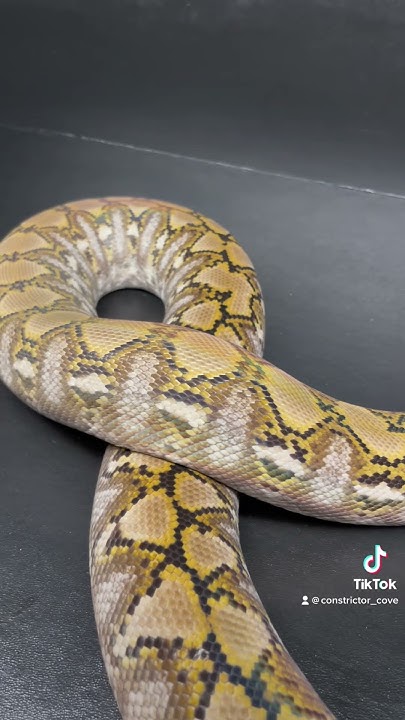 Kalaotoa Super Dwarf Reticulated Python - YouTube