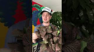 Fittonia (nerve plant) care guide