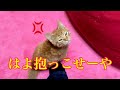 帰ってきた飼い主に抱っこを要求してくる子猫!Hug and I want you to cat