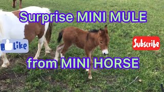 MINI HORSE has SURPRISE, baby MINI MULE