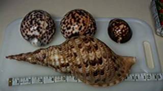 Giant Hawaiian Tiger Cowries "My Shell Collection"