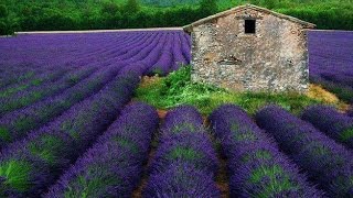 Franck Pourcel La Maladie Damour