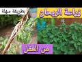 ازرع بنفسك الريحان من العقل بدون الحاجة للبذور بطريقة سهلة جدا