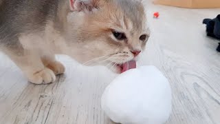 Kitten licks snowball by Kitticanal 315 views 2 years ago 1 minute, 5 seconds