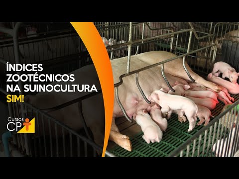 Toda a fase reprodutiva das porcas deve constar nos índices zooténicos da granja, sabia?